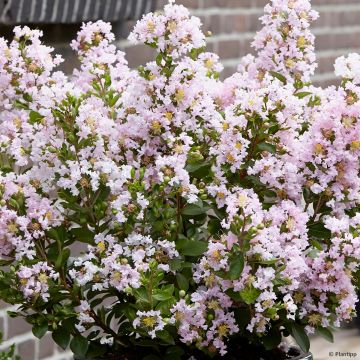 Lagerstroemia indica With Love Babe - Lilas des Indes 