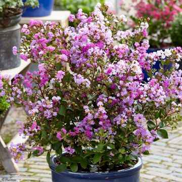 Lilas des Indes - Lagerstroemia indica Eternal Whith Love