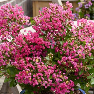 Lagerstroemia indica With Love Kiss Milarosso - Lilas des Indes