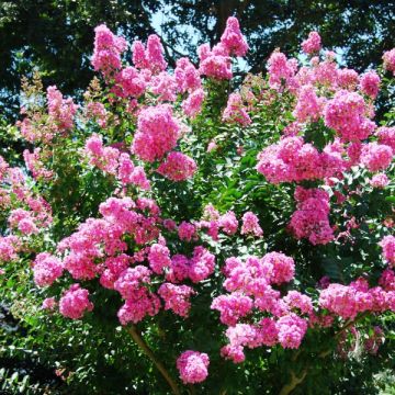 Lilas des Indes World's Fair - Lagerstroemia indica