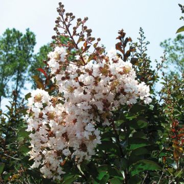 Lilas des Indes - Lagerstroemia indica Kimono