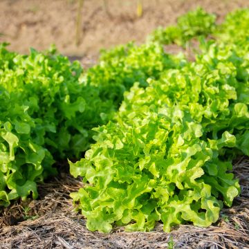 Laitue à couper Salad Bowl Verte - Lactuca sativa