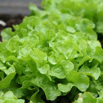 Laitue feuille de Chêne Panisse en plants