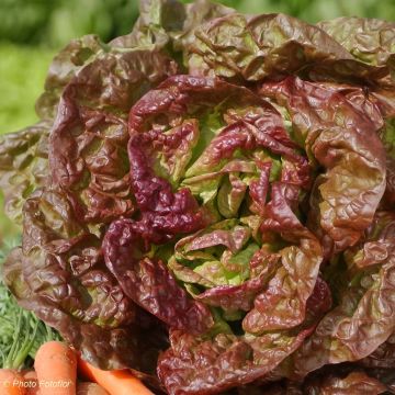 Laitue pommée Sucrine - Bio - Jardins de l'écoumène