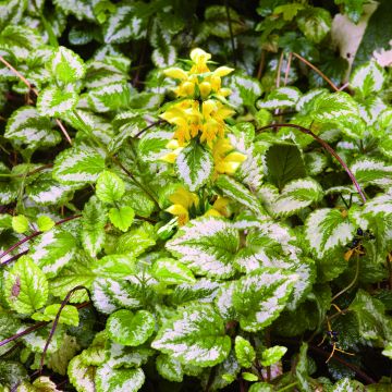 Lamiastrum ou Lamium galeobdolon - Ortie jaune