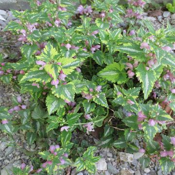 Lamium Maculatum Anne Greenaway, Lamier