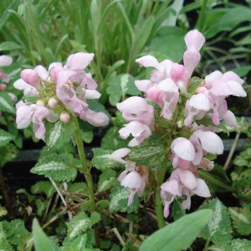 Lamium maculatum Shell Pink - Lamier rose