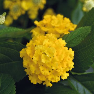 Lantana Bloomify Red