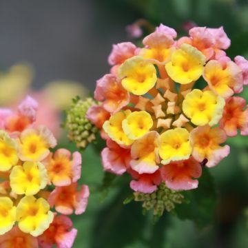 Lantana camara Shamrock Peach