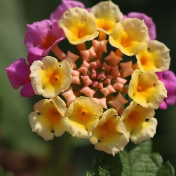 Lantana Bloomify Red