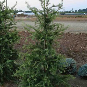 Mélèze du Japon tortueux - Larix kaempferi Diana                          