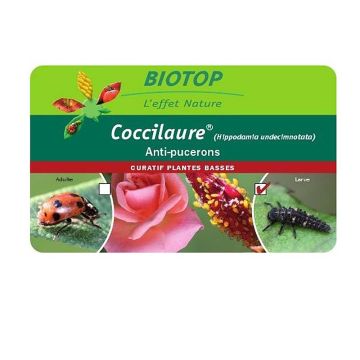 Larves de coccinelles Coccilaure Biotop contre les pucerons sur plantes basses