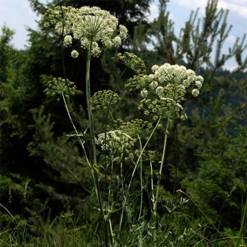 Laserpitium siler - Sermontain