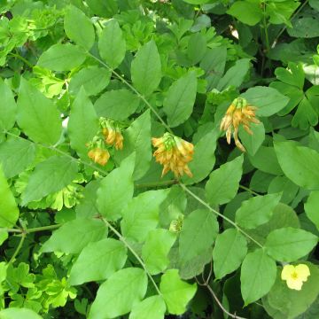 Lathyrus aureus, Pois vivace