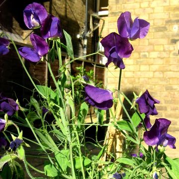 Graines de Pois de Senteur Matucana - Lathyrus odoratus 