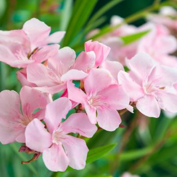 Laurier rose - Nerium oleander Saumon