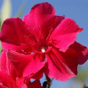 Laurier rose - Nerium oleander Saumon