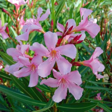 Laurier rose - Nerium oleander - Grand arbuste à longue floraison rose vif