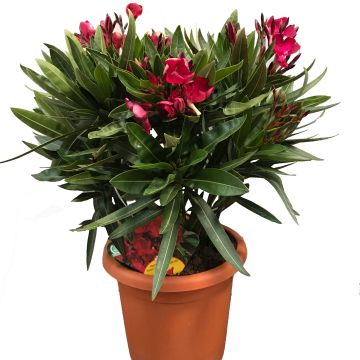 Laurier rose Jannoch - Nerium oleander