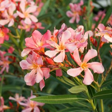 Laurier rose Soleil Levant - Nerium oleander