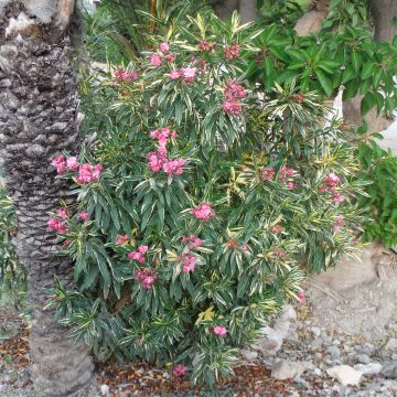 Laurier rose Variegata - Nerium oleander