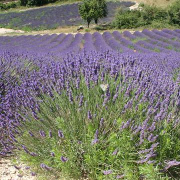 Lavande Vraie - Lavandula officinalis