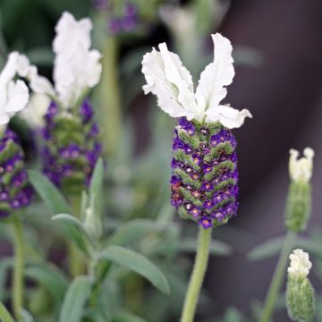 Lavandula stoechas Fat Head - Lavande à toupet - Lavande papillon