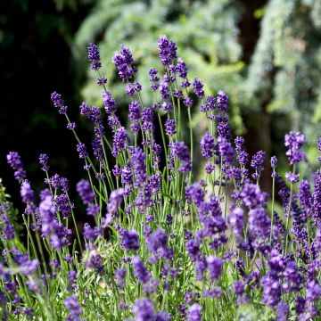 Lavande vraie - Lavandula angustifolia Dwarf Blue