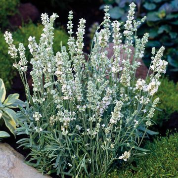 Lavande vraie Montagnac White - Lavandula angustifolia