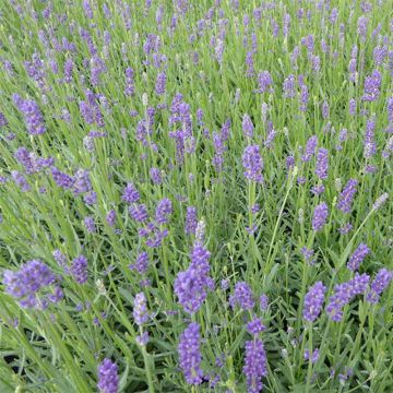 Lavandula angustifolia Essence Purple - Lavande officinale