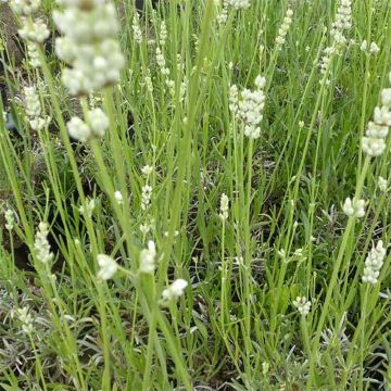 Lavandula angustifolia Hidcote White - Lavande vraie