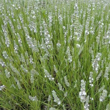 Lavandula angustifolia Silbermöwe - Lavande officinale hybride