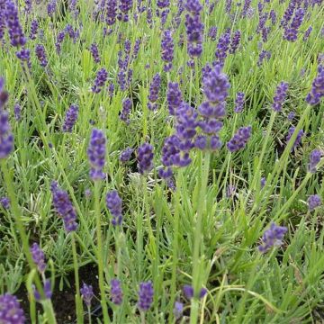 Lavandula angustifolia Twickel Purple - Lavande vraie