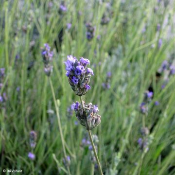 Lavande aspic ou à larges feuilles - Lavandula latifolia