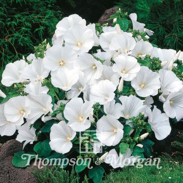 Lavatera Trimestris Twins Cool White 