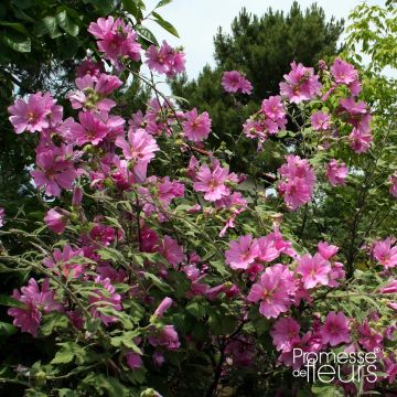 Lavatère d'Hyères - Lavatera olbia Rosea