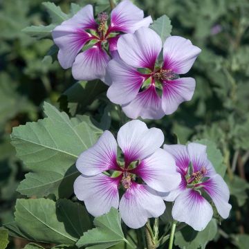 Lavatère maritime - Lavatera maritima Bicolor