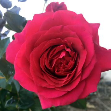 Rosier à grandes fleurs Roi de Coeur 