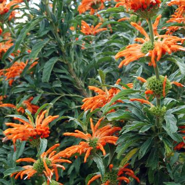 Leonotis leonurus - Queue de lion