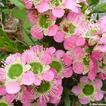 Leptospermum Karo Pearl Star - Arbre à thé