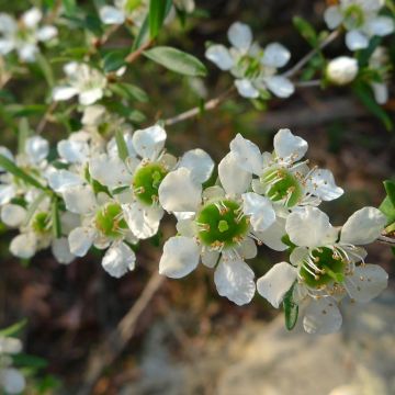 Leptospermum Karo Silver Ice - Arbre à thé