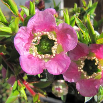 Leptospermum Karo Spectro Bay - Arbre à thé