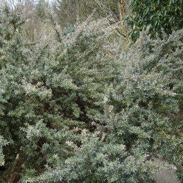 Leptospermum Silver Sheen - Arbre à thé laineux