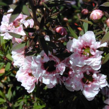 Leptospermum scoparium Apple blossom - Arbre à thé de Nouvelle-Zélande