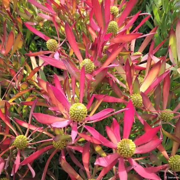 Leucadendron Cheeky 