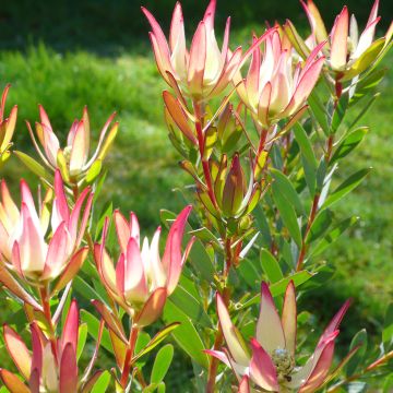 Leucadendron  Jack Harre