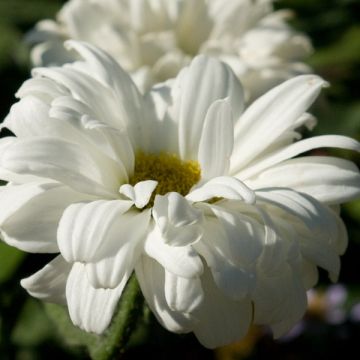 Leucanthemum Victorian Secret, Marguerite à fleurs doubles