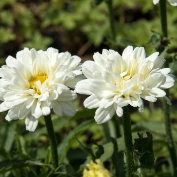 Leucanthemum Victorian Secret - Marguerite à fleurs doubles