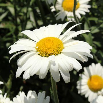 Leucanthemum superbum Alaska - Grande marguerite