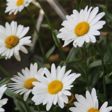 Leucanthemum superbum Becky - Grande marguerite